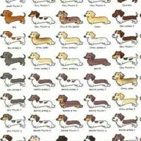 台灣腸飽圖 （腸腸 臘腸犬 臘腸狗）