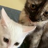 ガガガ部屋、FMS、ME／CFS、質問、相談、雑談、つぶやき。初心者も長い人も応援してくれる人も。