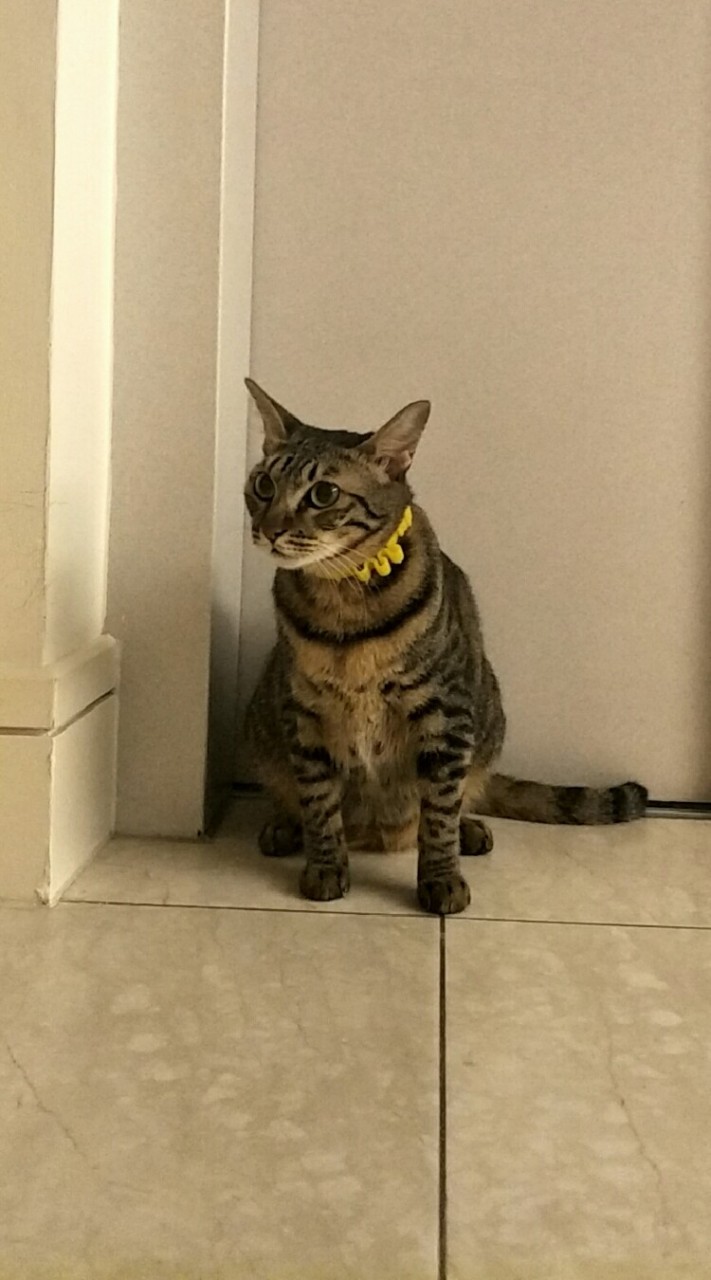 貓貓