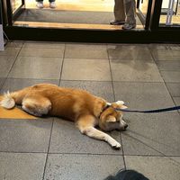 桃花諾管理群