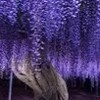 鬼滅の刃 なりきり オリも可