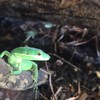 愛知県カナヘビの家