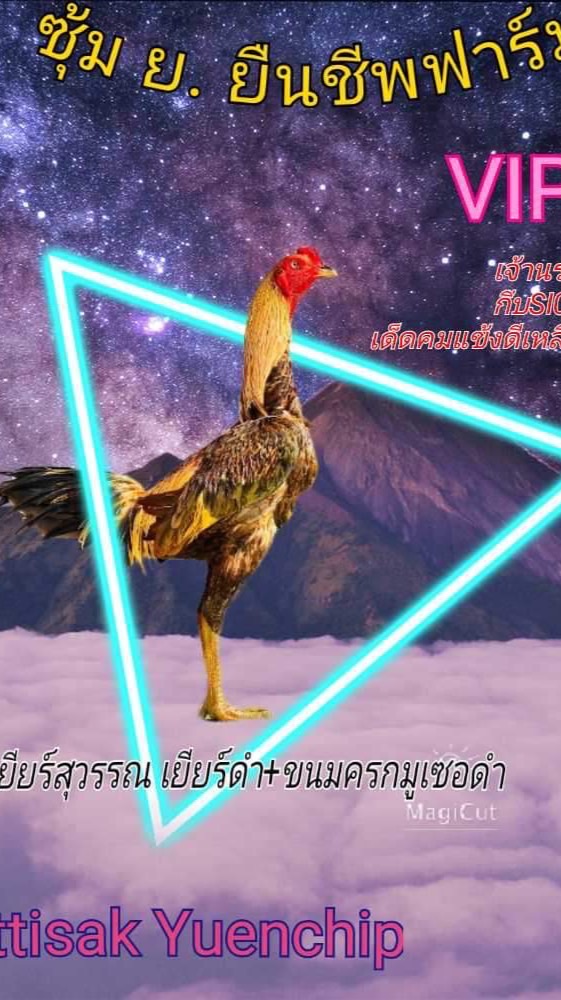 ซุ้มไก่ชน ส.สระบัวน้อยฟาร์ม ชัยภูมิ