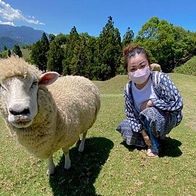 | 南投景點 | 清境農場 青青草原半日遊 漫步草原療癒餵羊去