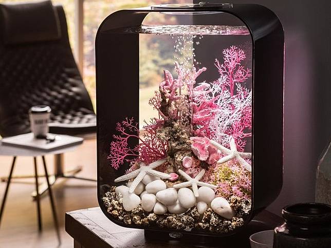 55 Koleksi Harga Dekorasi Aquarium Gratis Terbaik