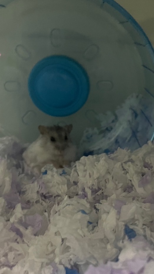 🐹新竹倉鼠小天地✨