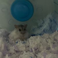 🐹新竹倉鼠小天地✨