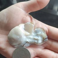 育英80號蚵嗲（已歇業）
