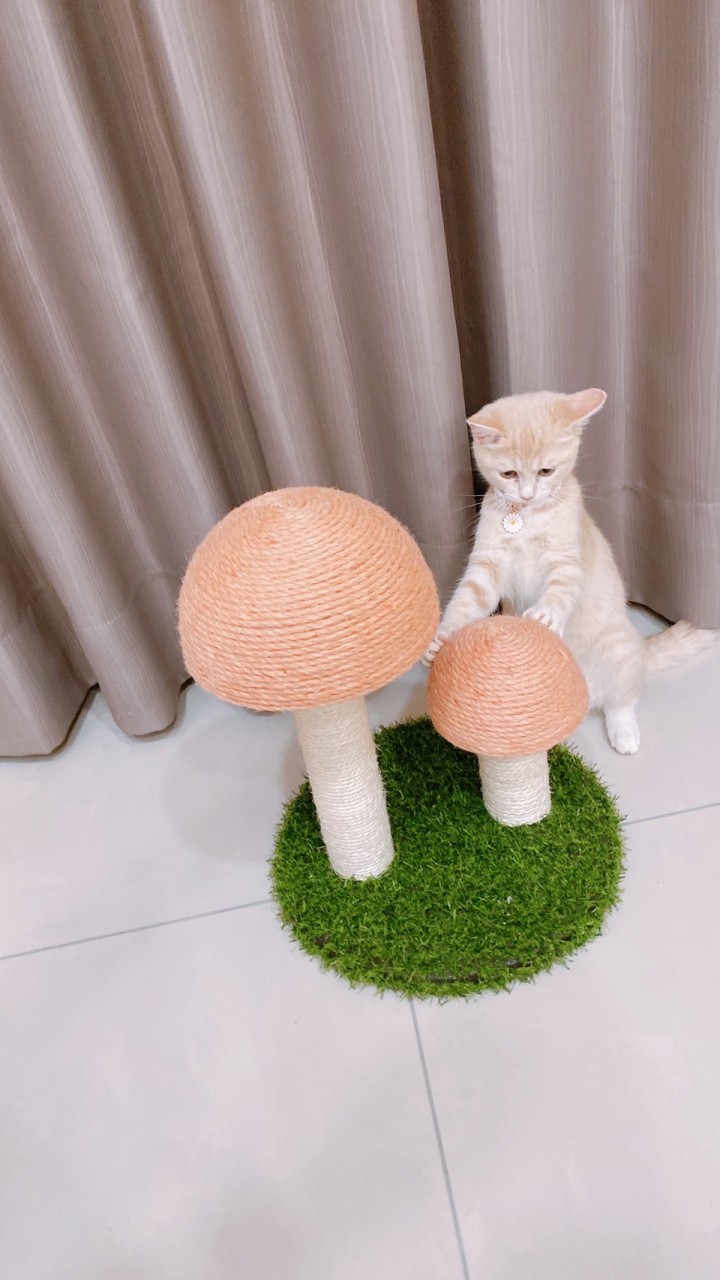 MiDo罐罐自己賺🐈