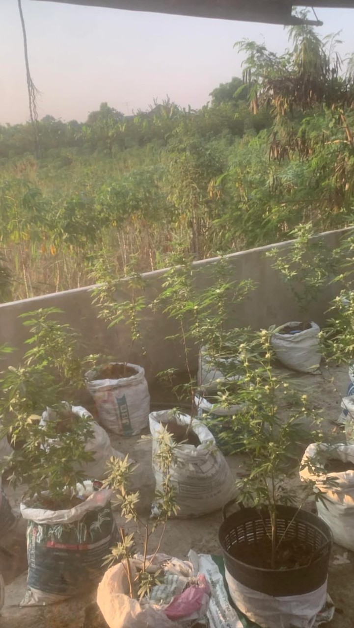 บ้านบังขาย weed (ดอกทริม+อีแว็ปแอร์)