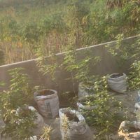 บ้านบังขาย weed (ดอกทริม+อีแว็ปแอร์)