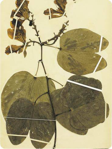 無定向學堂 植物標本 我不是書籤是辨認物種好幫手 明報 Line Today