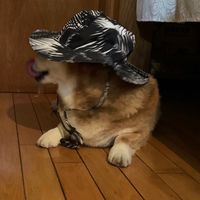 日本鄉下旅（四國）
