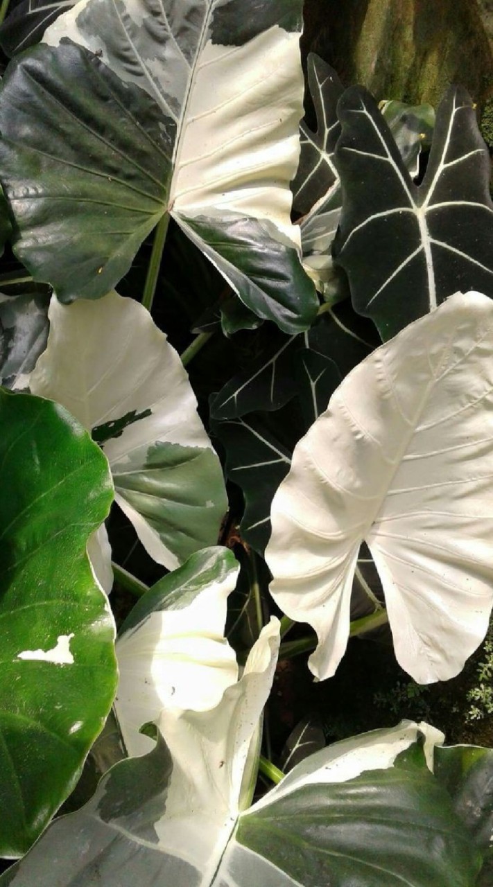 ซื้อ-ขาย ไข่-เหง้า alocasia-clocasia