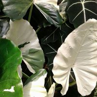 ซื้อ-ขาย ไข่-เหง้า alocasia-clocasia