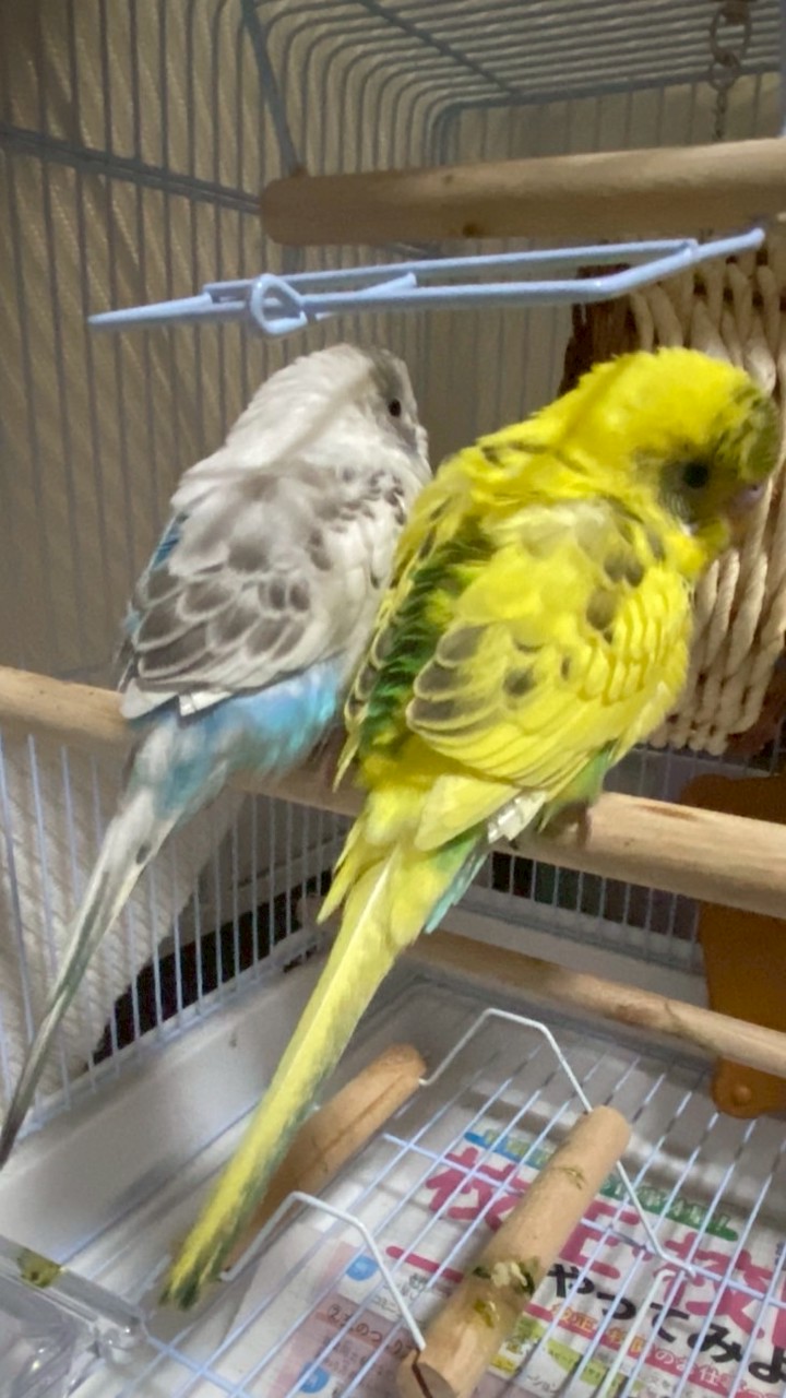 絵，歌上手な人、ペット飼っている人〜集まって〜！