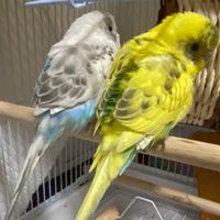 絵，歌上手な人、ペット飼っている人〜集まって〜！