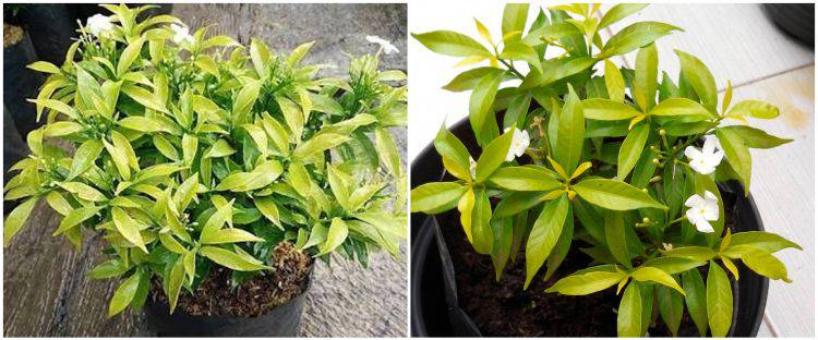 8 Cara Merawat Tanaman Hias Gantung Bunga Sabrina Mudah Dan Efektif Brilio Net Line Today