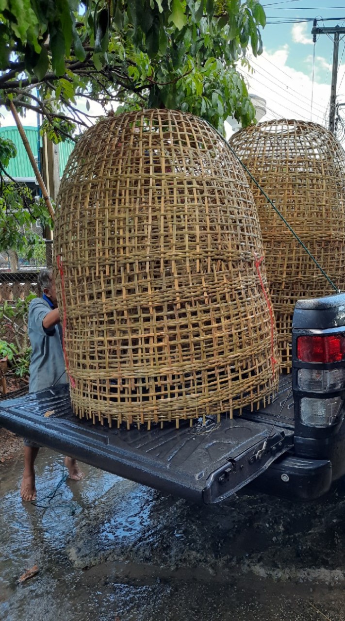 ไก่ชนเมืองเหนือ