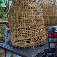 ไก่ชนเมืองเหนือ