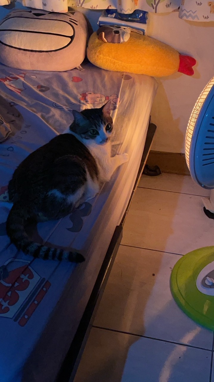 戰隊群