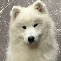 桃太郎可愛いと思う人〜？ ﾊｰｲ‼︎