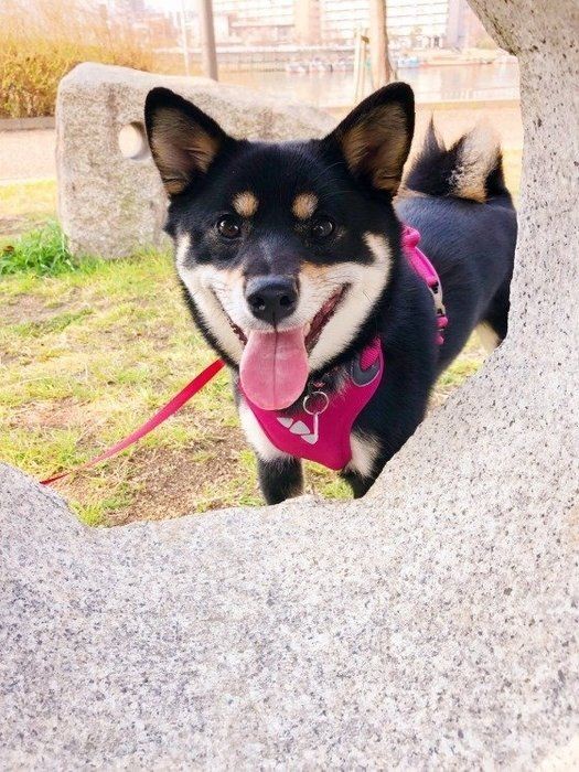 嫉妬しやすい犬の特徴とお世話のコツを解説