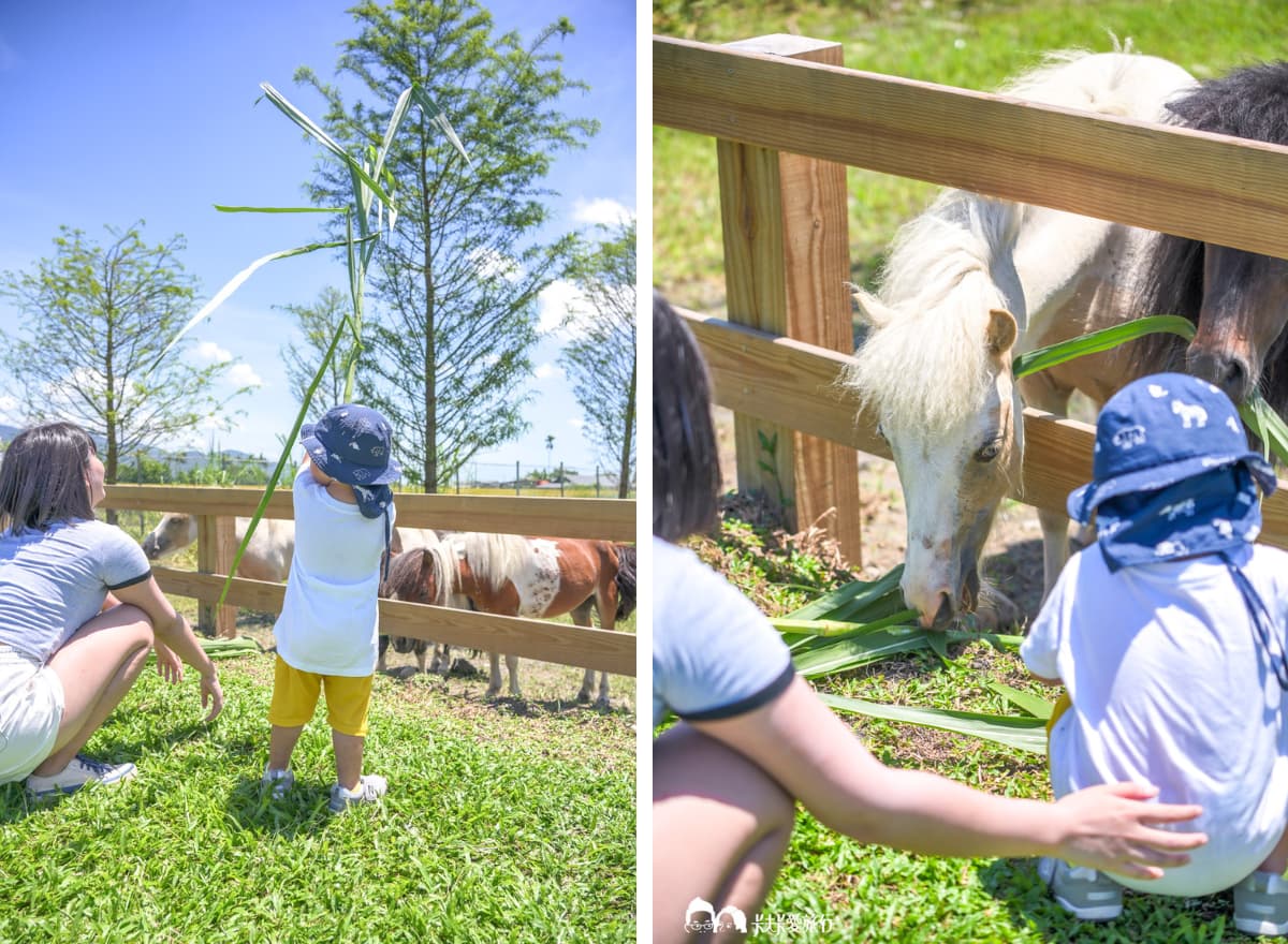 最低50元玩整天！2023新開幕６家「親子農場」：近距離餵水豚、１日小小蔥農