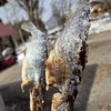 TODAY YUZAWA 🌿 ローカルと湯沢愛あるみんなで越後湯沢観光の相談に乗ります