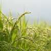 TODAY YUZAWA 🌿 ローカルと湯沢愛あるみんなで越後湯沢観光の相談に乗ります