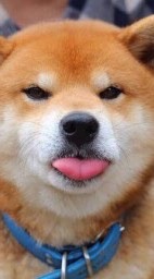 🐶คนรักสุนัข🐶