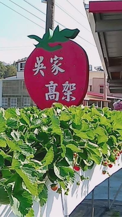 吳家高架草莓園