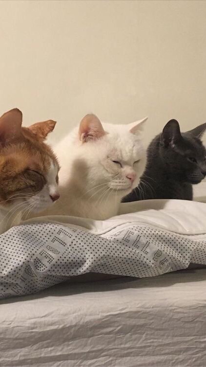 โอเพนแชทที่ไม่รู้จัก