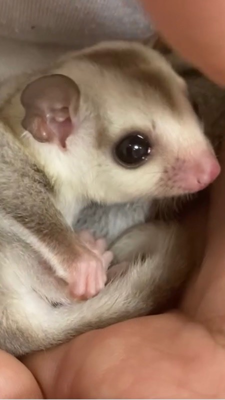 フリー・フィールド
