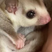 フリー・フィールド