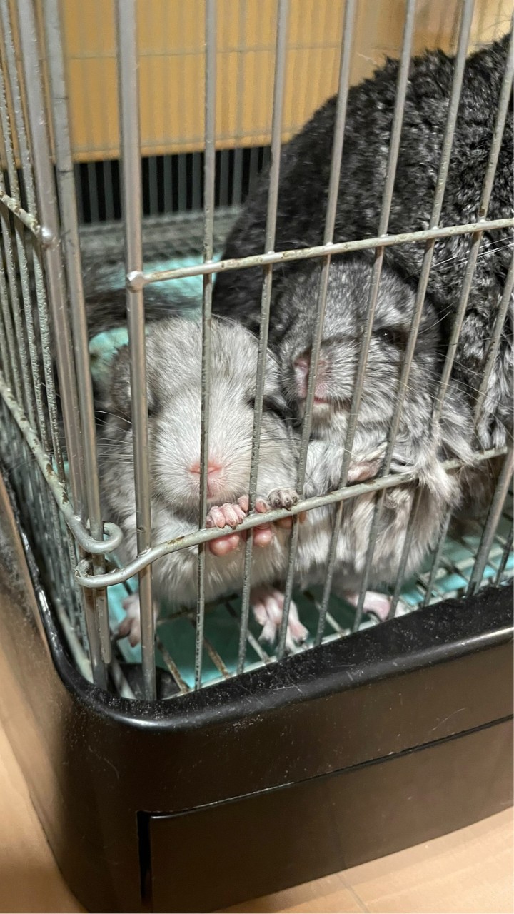 チンチラ部屋