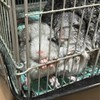 チンチラ部屋