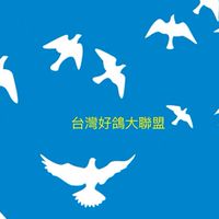 台灣好鴿大聯盟