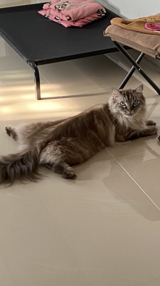 สวัสดี