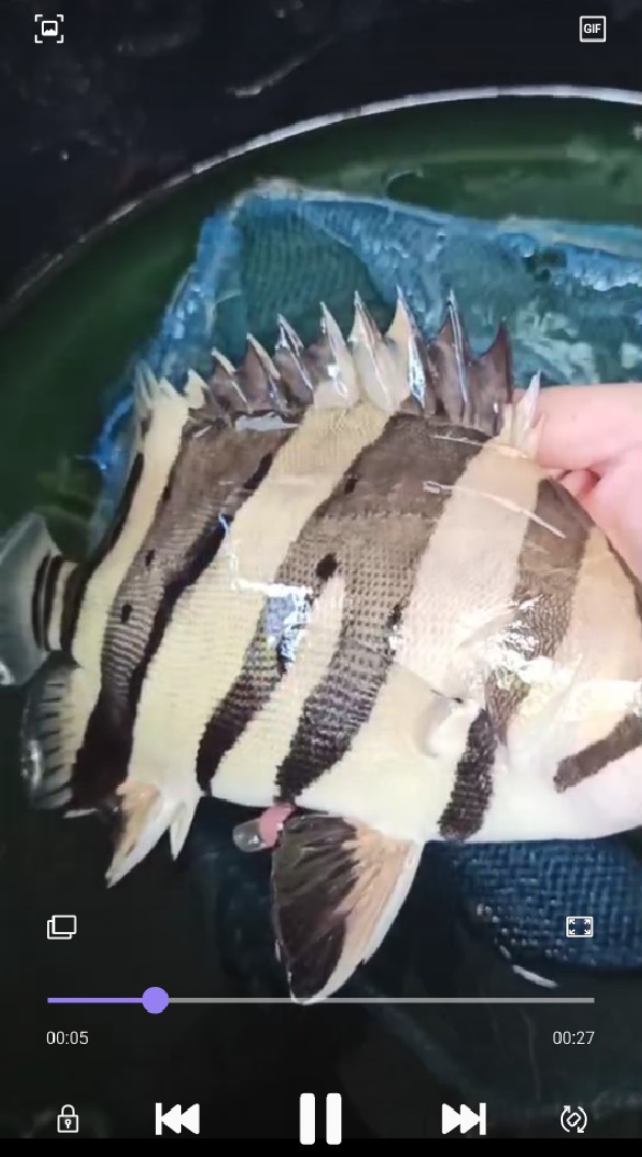 星城水族競標