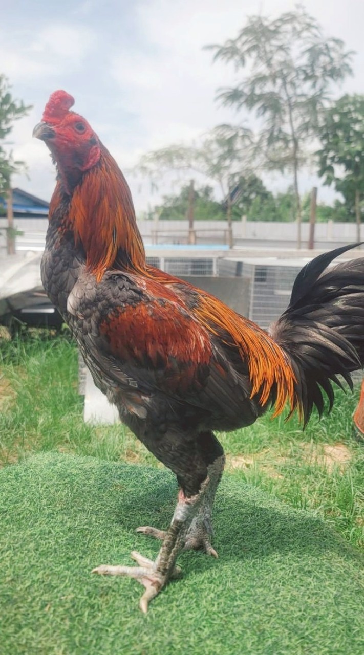 🏆🏆พิกุลฟาร์ม ไก่ชน🐓🐓
