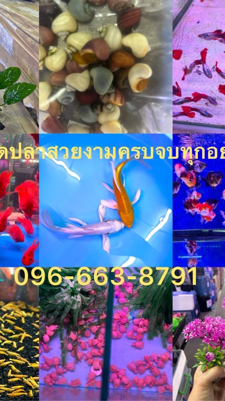 ตลาดปลาสวยงามครบจบทุกอย่าง