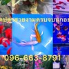 ตลาดปลาสวยงามครบจบทุกอย่าง