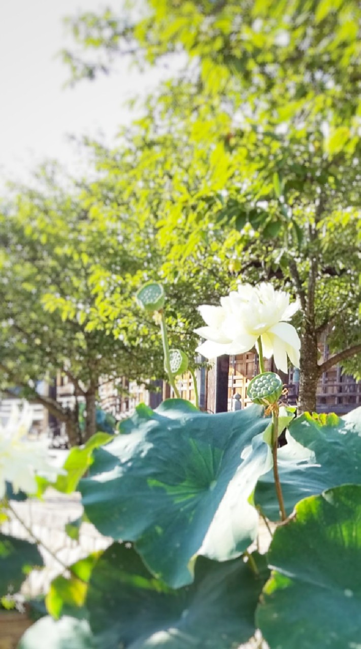 疲れた心を心理学と仏教で癒やそう🍀