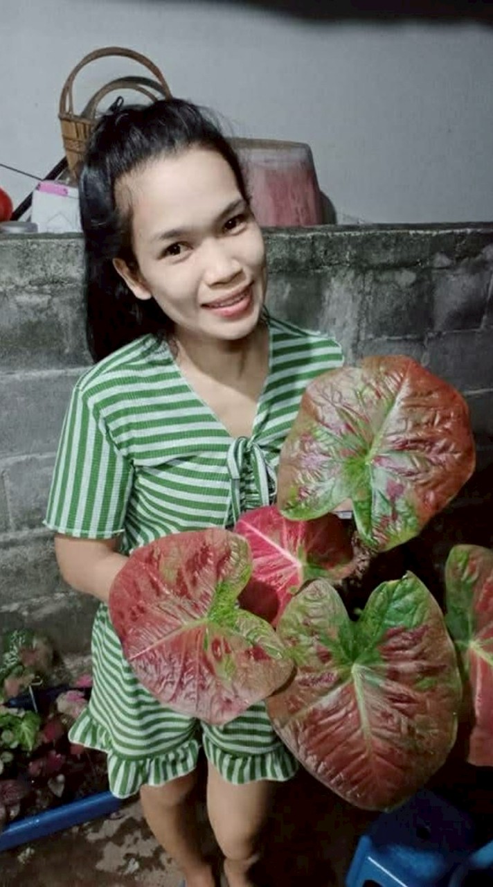 บอนสีคนฮามทรามเชย