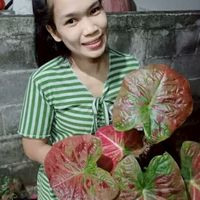 บอนสีคนฮามทรามเชย