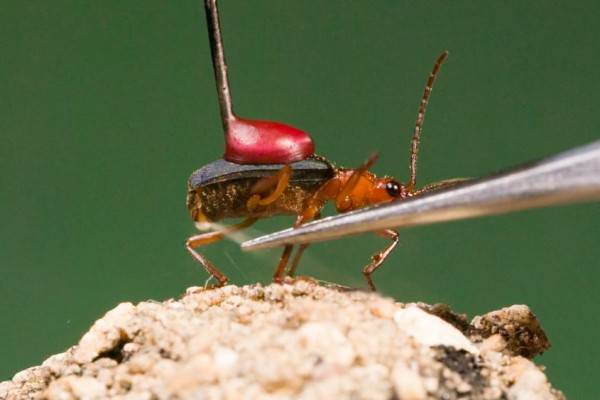 10 Hewan Dengan Pertahanan Diri Paling Aneh Ada Yang Meledakkan Diri
