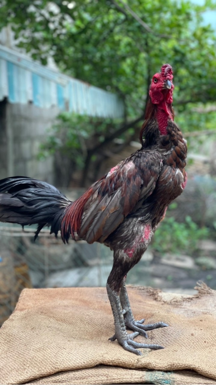 ไก่ชนสายเงินล้านราคาหลัก100