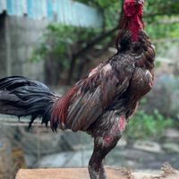 ไก่ชนสายเงินล้านราคาหลัก100