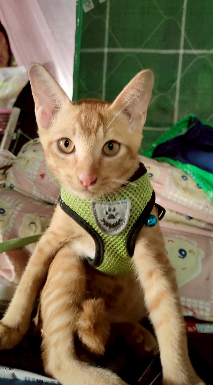 แอ๋ว
